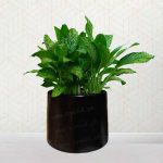 Plant Pot, Planter Fiberglass Round 14 Inches