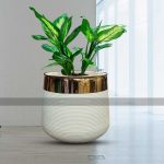 white fiberglass plant pot with golden neck