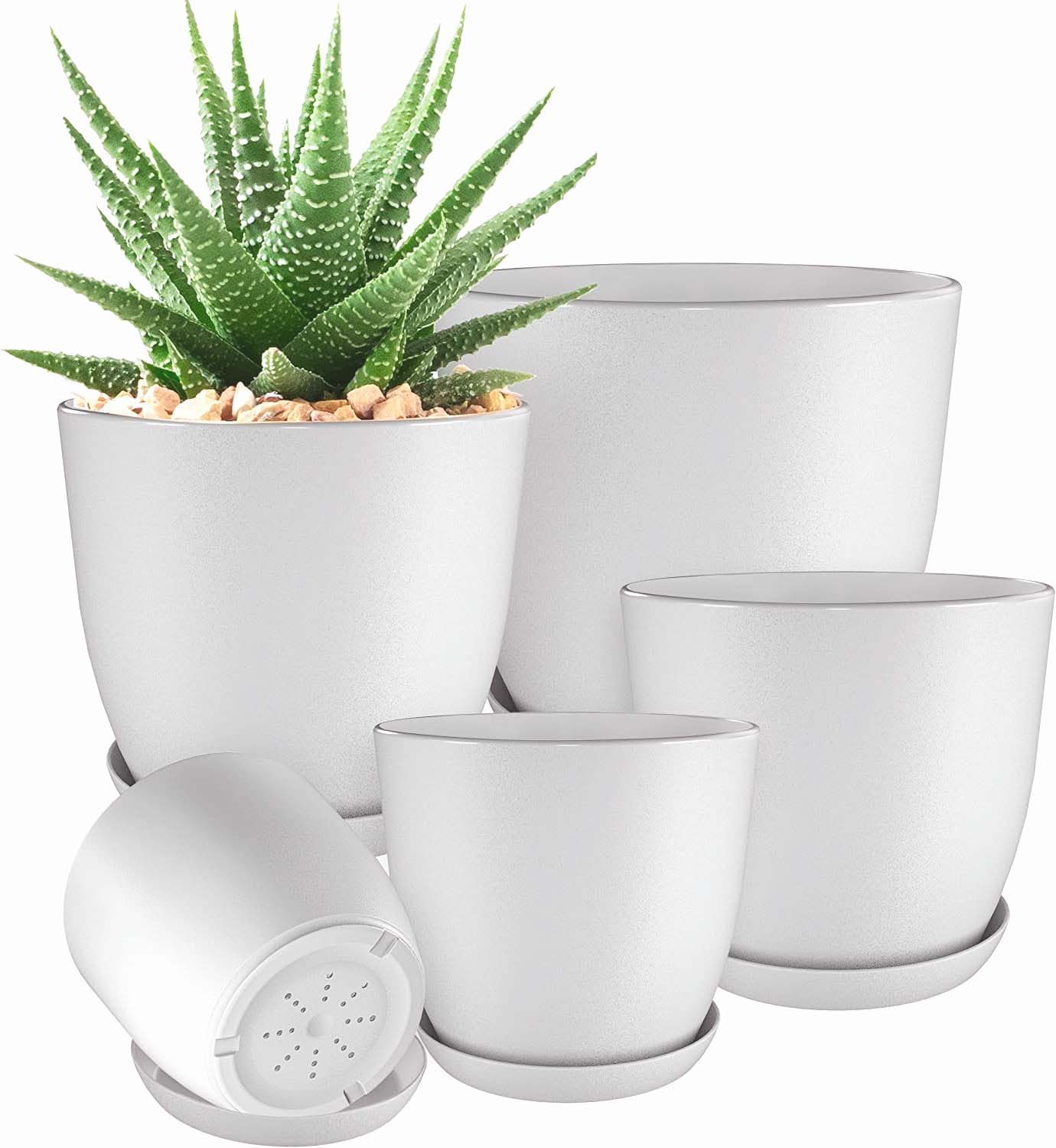 table plant pots, plants for office table
